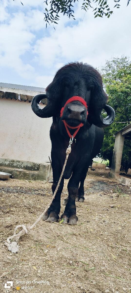 જાફરાબાદી પાડો