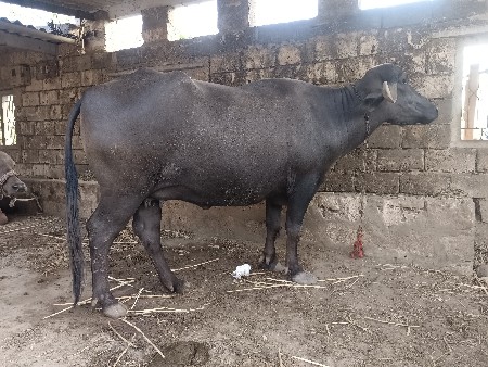 મો 8780067855