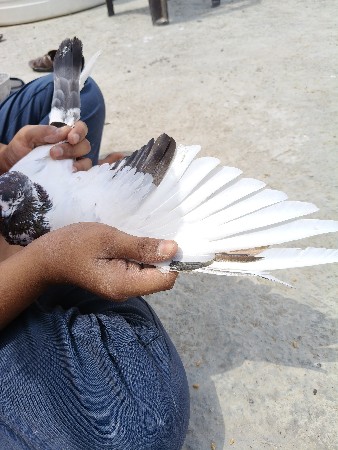 વેચવાનું છે