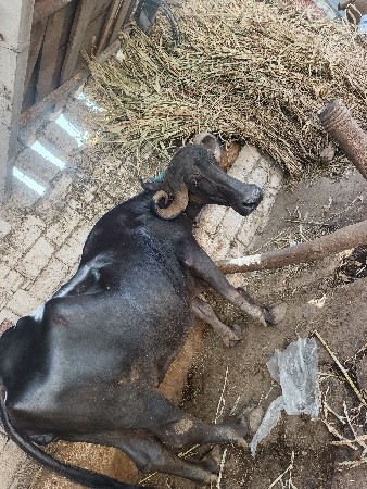વેચવાની છે