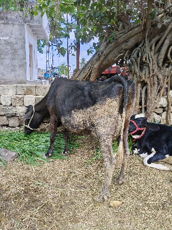 જર્સી