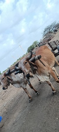 ગોઢલા વેચવાના છે