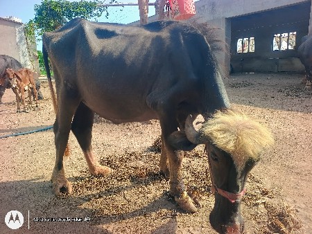 પાડી નવ ચંદ્રી