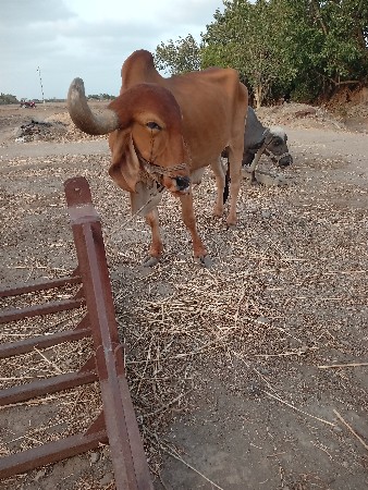 બળદ વેશવાના છે