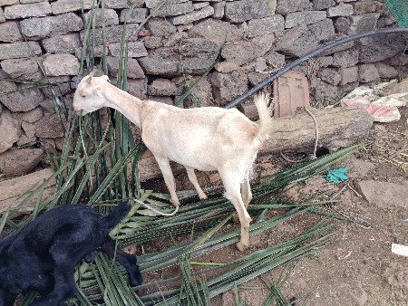 બકરી ગાભણ