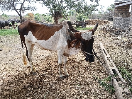 બરધ વેસવાનોછે