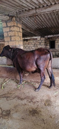 એ સબ ગાય