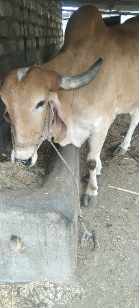 બળદ વેચવાનોછે