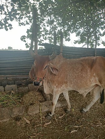 બળદો વેચવાના/સાટા પણ ચાલશે.