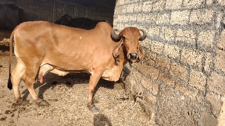 આ ગીર ગાય વેચવાની છે