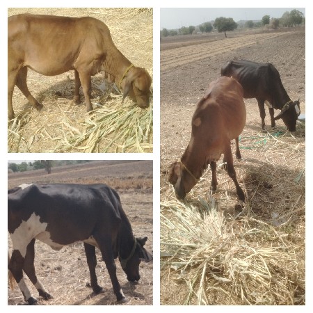 વાછરડી વેચવાની છે