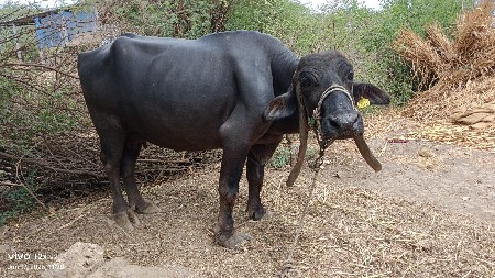 ભેંસ વેચવાની છે