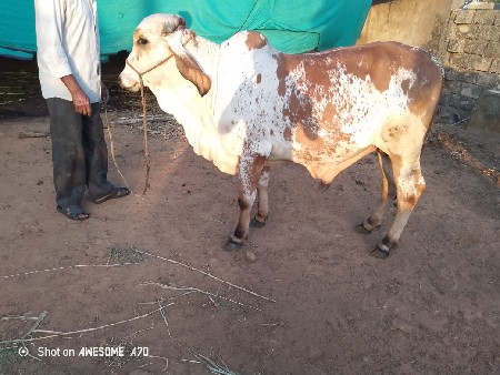 ખુટ
