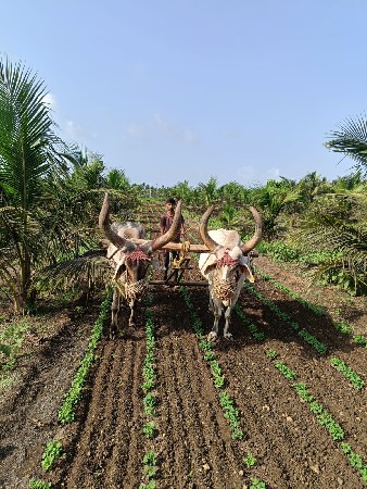 વેશ્વાના સે