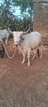 બળદ