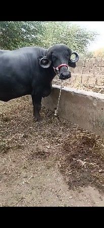 khaleli vesavani se