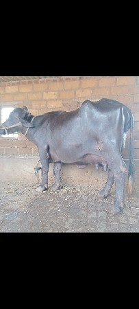 વેચવાની છે
