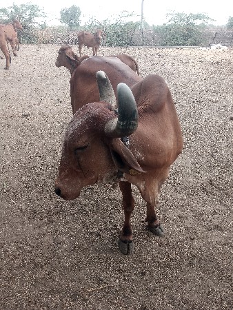 વેચવામાં