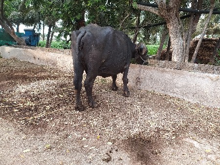 ભેંસ વેચવાની છે કોલીખડા પોરબંદર