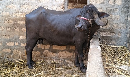 ભેંસ