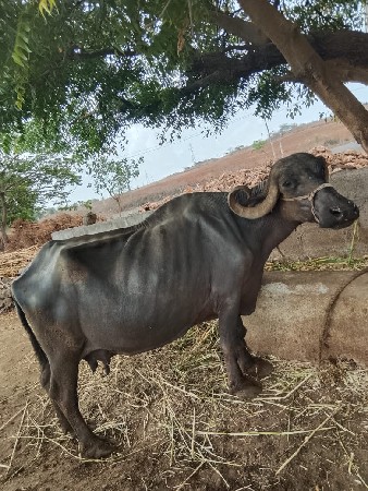 ભેસ સારી અને soji  છે