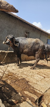 બીજુ વેતર  એક મહીના ની વાર