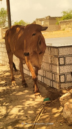 બે ગાભણ વોડકી વેચવા ની છે