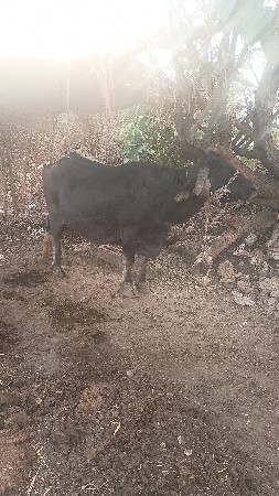ભેંસ વેચવાની છે