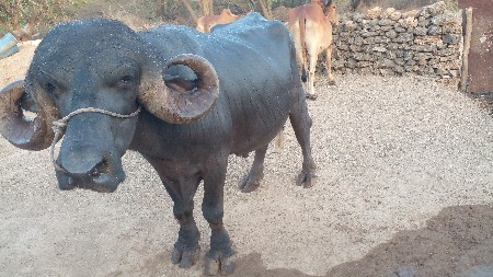 pado vechvano che