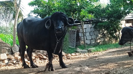 1 ભેસ અને 1 ખડેલી વેચવાની છે