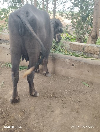 બે ખડેલી વેચવાની છે