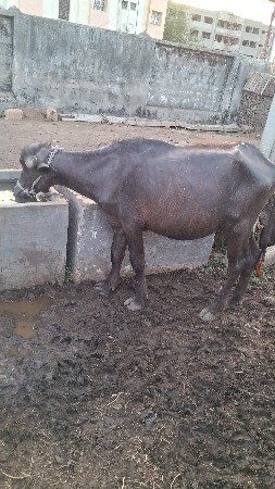 2 varas ni khadeli vechvani che