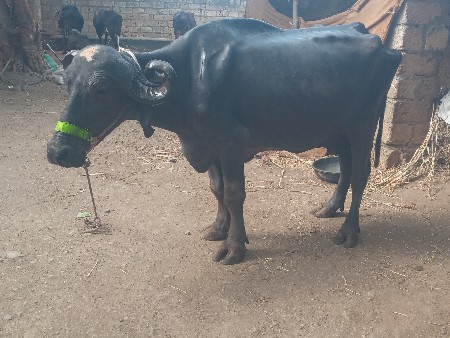 અ ભેસ વેચવા ની છે