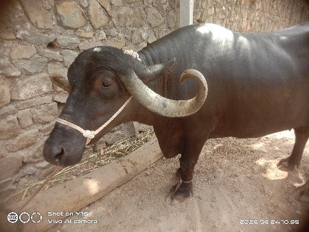 વેચવાની છે