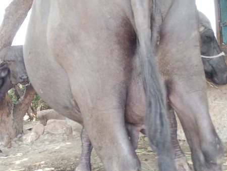 ભેંશ વેચવાની છે વેતર ૨
