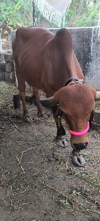 બીજું વેતર લિટર 5.6 nise vaado