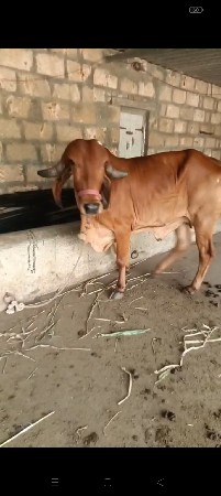ગાય વેચવાની સે