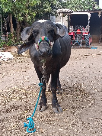 ખરેડી વેચવાની છે