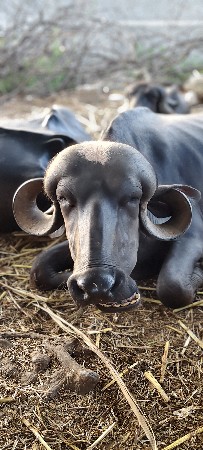 જાફરાબાદી