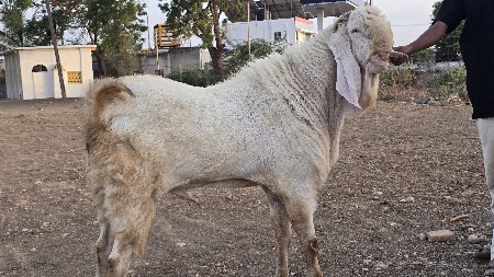 હાઈપેડ બ્રિડર