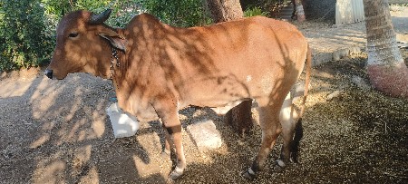ગાય વેચવાની સે