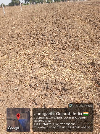 4.5વિઘાનુ ચણા નું ખારી