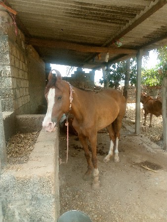 વનરાજ સિંધવ