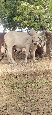 ghodhlo vechvano che