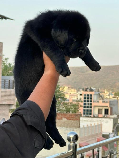 Black labrador Puppy 60 days 
100 Quality Pure