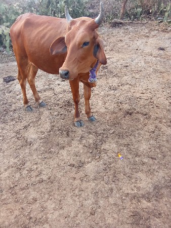 વેસવાની સે