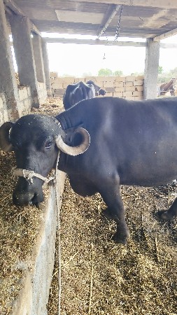 3 વેતર વિવાહે