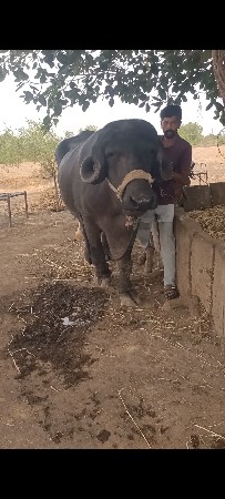 2 દાત ખડેલી છે