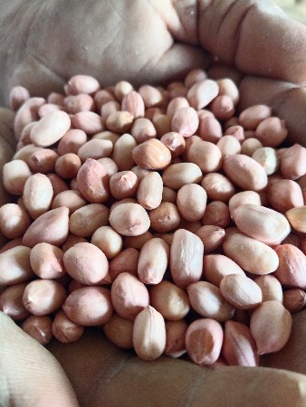 54 નંબર માંડવો