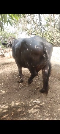 આ ભેસ વેચવાની છે